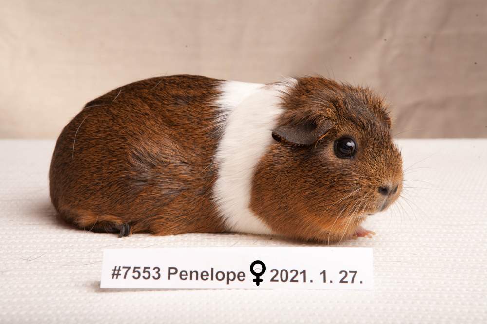 American guinea pig Deceased Cavia porcellus 