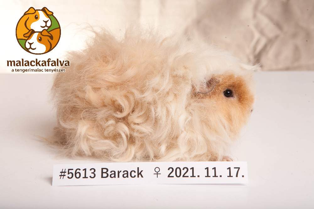 Alpac guinea pig Breeder Cavia porcellus 