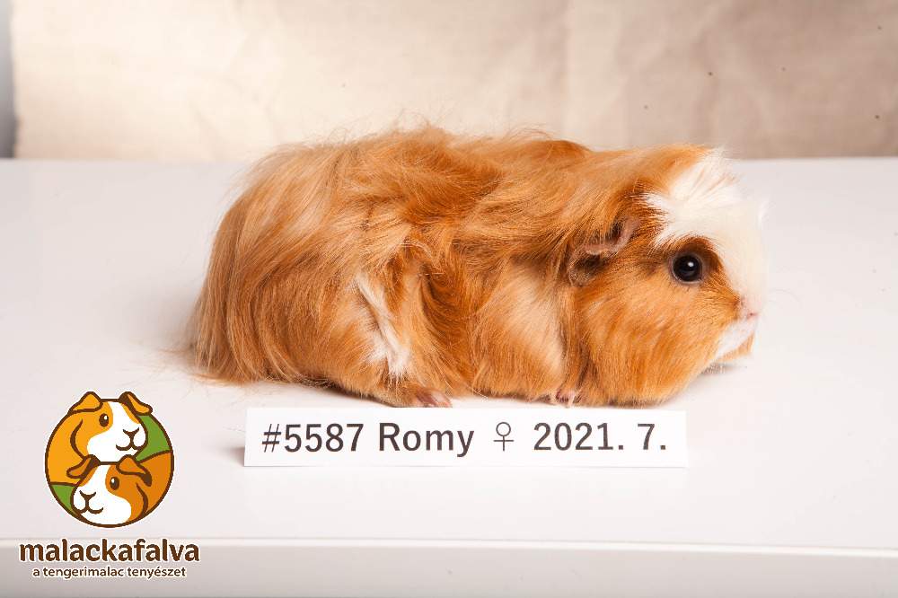 Guinea pig Breeder Cavia porcellus 