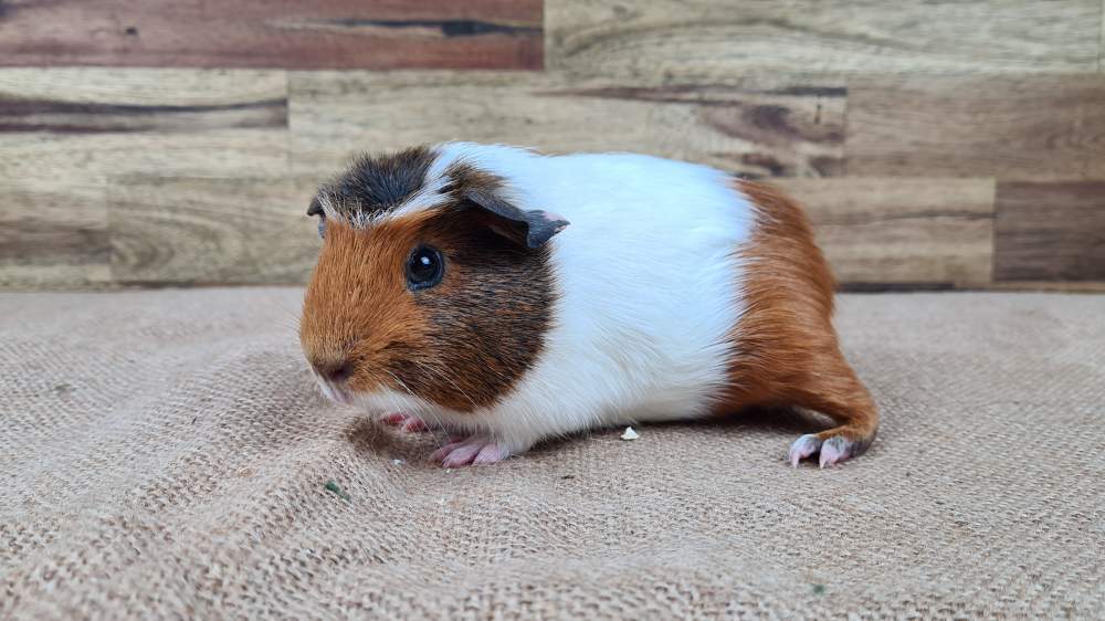 Guinea pig Available for rehoming Cavia porcellus 