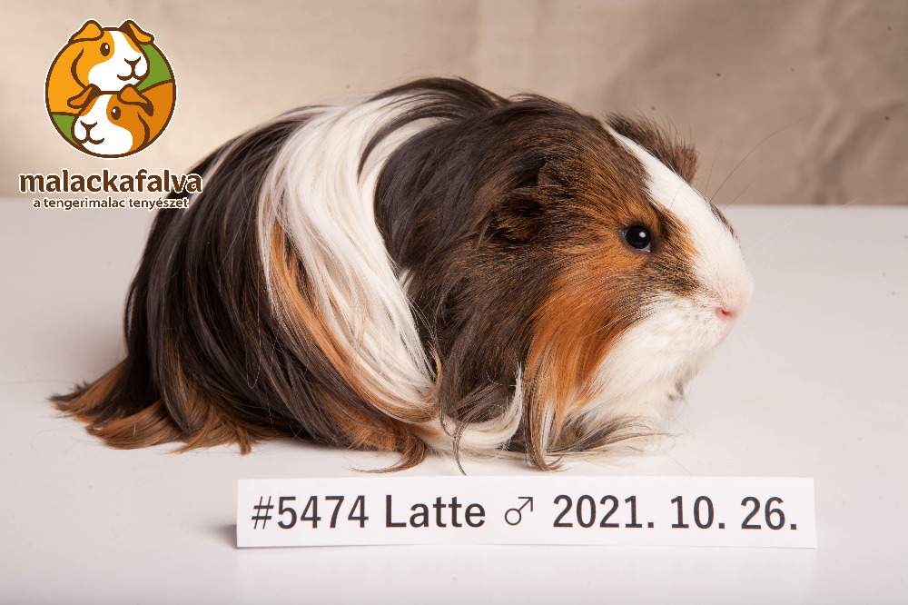 Sheltie guinea pig Breeder Cavia porcellus 