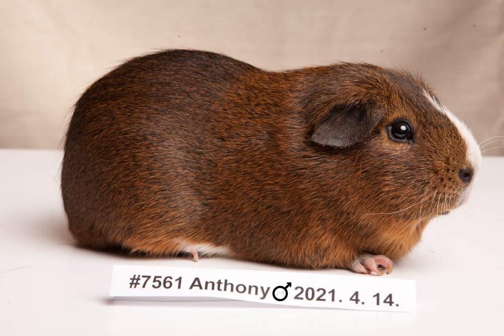 American guinea pig Breeder Cavia porcellus 