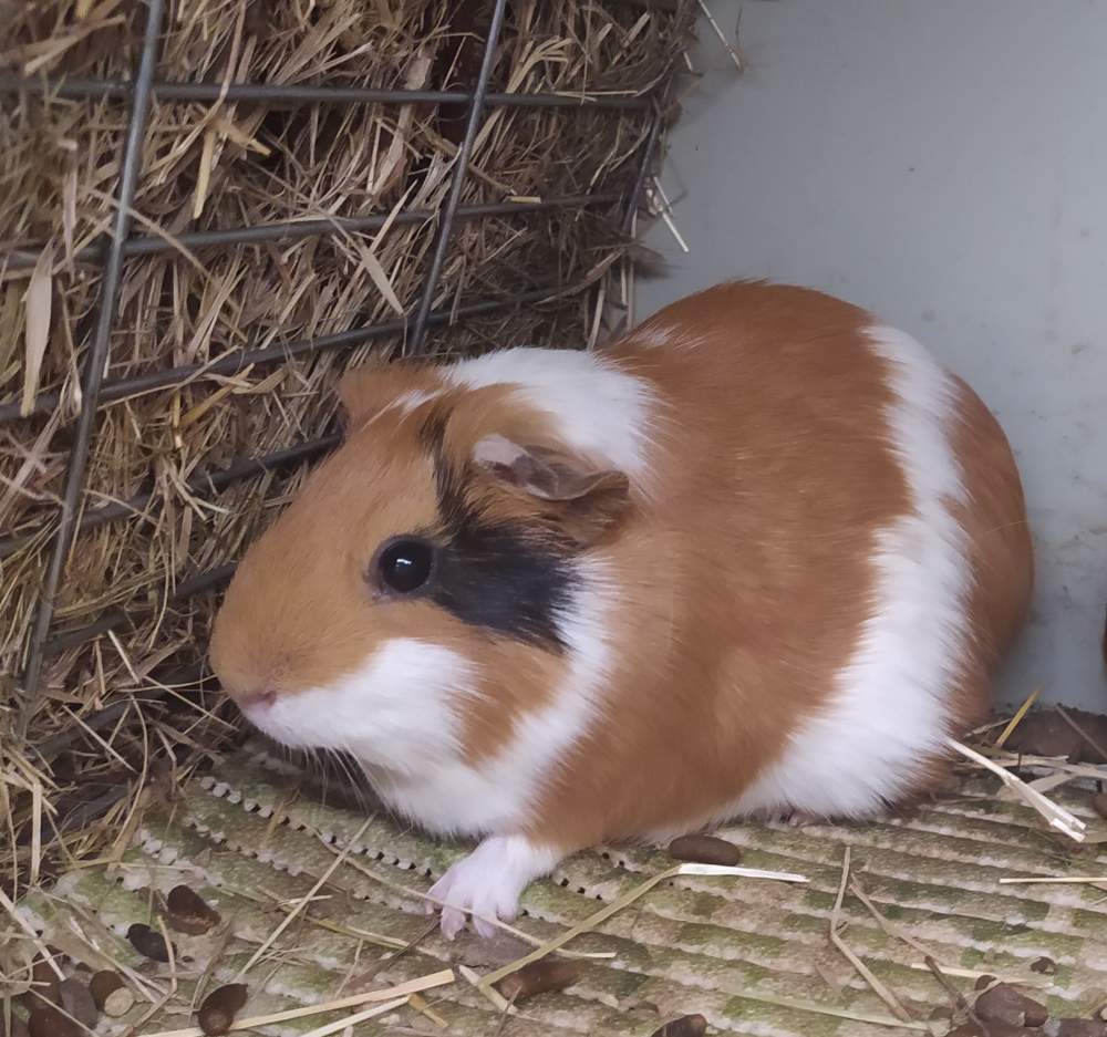American guinea pig Breeder Körmi #5913 - Sosmonth Pure Guinea Pig Breeder
