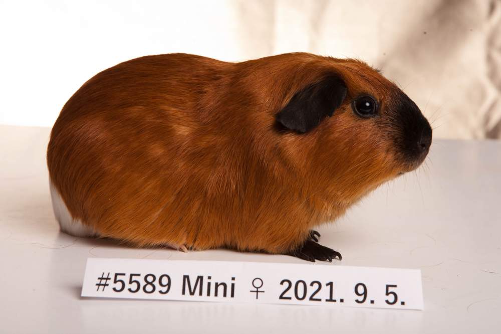 Guinea pig Breeder Cavia porcellus 