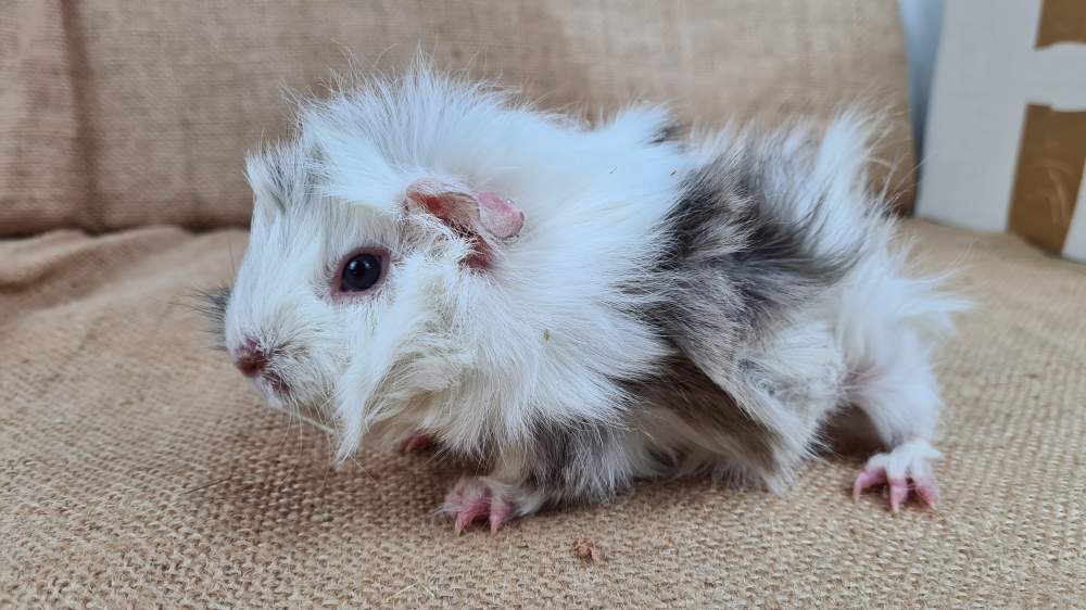 Guinea pig Available for rehoming Cavia porcellus 