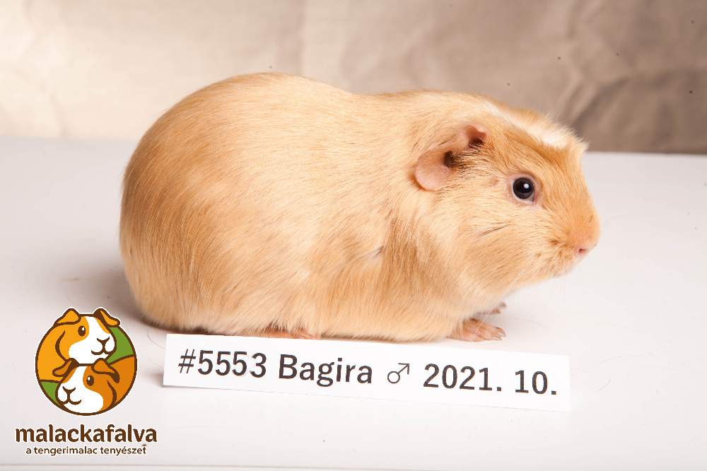 American Crested guinea pig Breeder Cavia porcellus 