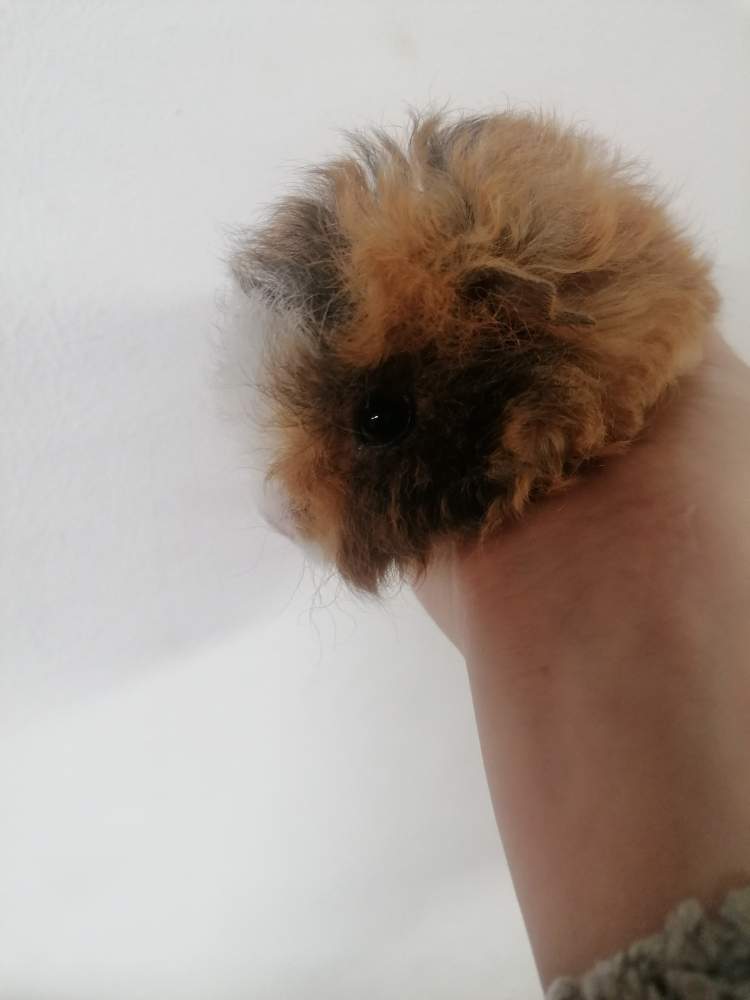 Lunkarya Breeder Cavia porcellus 