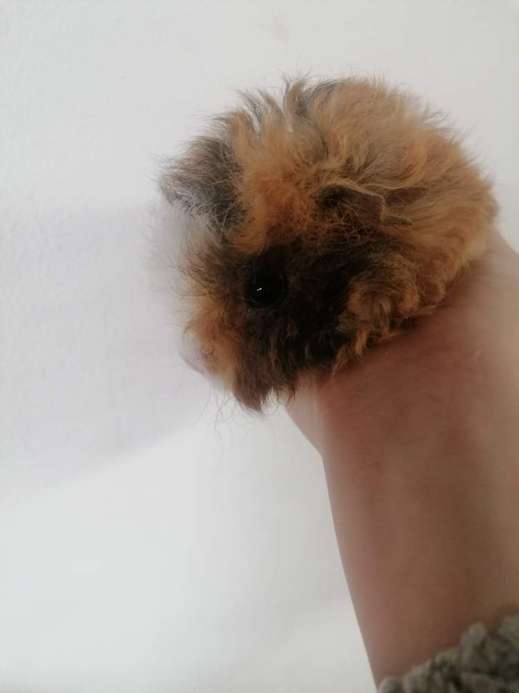 Lunkarya Breeder Cavia porcellus 