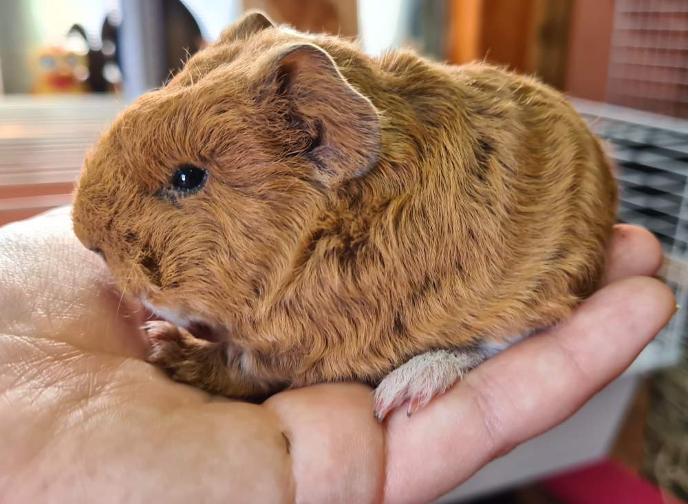 View of Texel guinea pig Breeder Göndi #3506