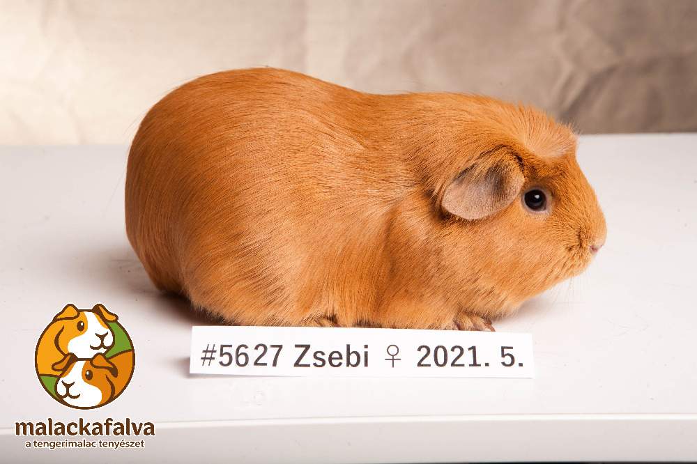 English Crested guinea pig Breeder Cavia porcellus 