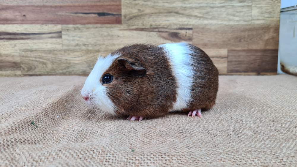 Guinea pig Available for rehoming Cavia porcellus 