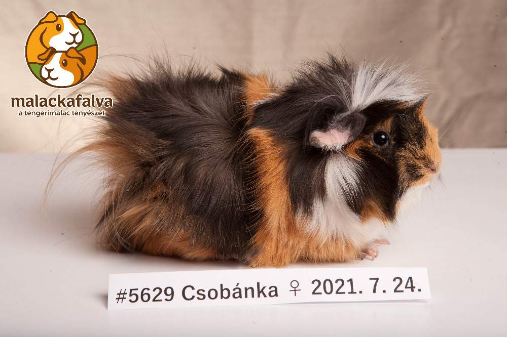 Guinea pig Breeder Cavia porcellus 