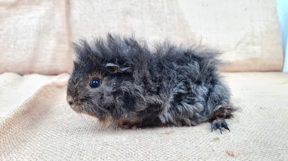 Guinea pig Available for rehoming Cavia porcellus 