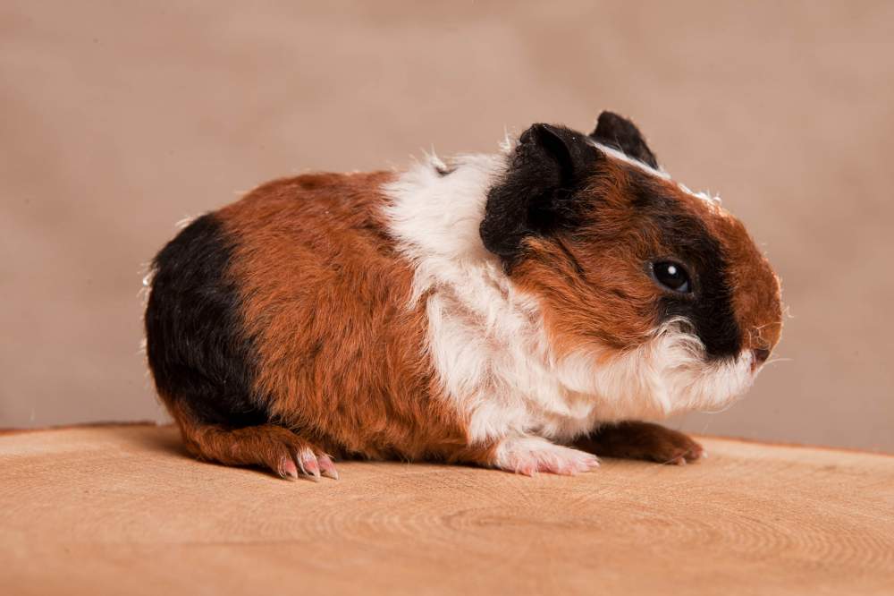 Texel guinea pig Available for rehoming Cavia porcellus 