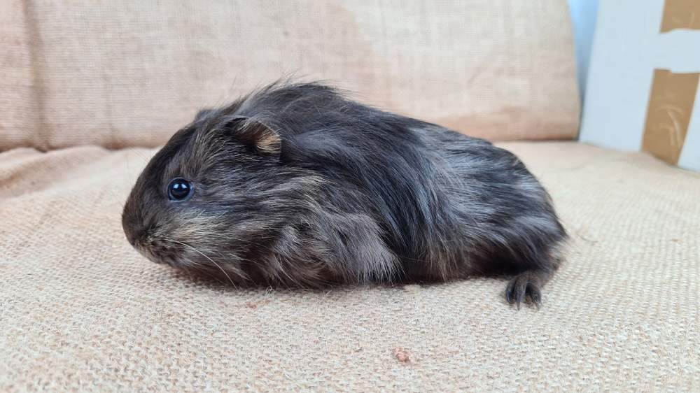 Guinea pig Available for rehoming Cavia porcellus 