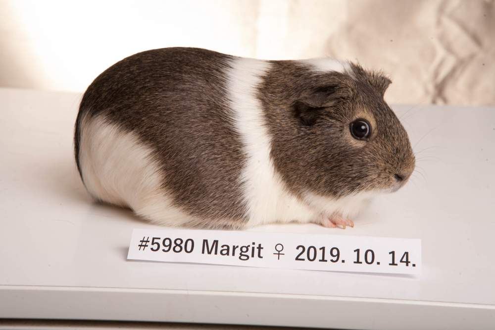 American guinea pig Breeder Cavia porcellus 