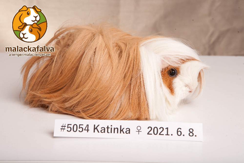 Peruvian guinea pig Breeder Cavia porcellus 