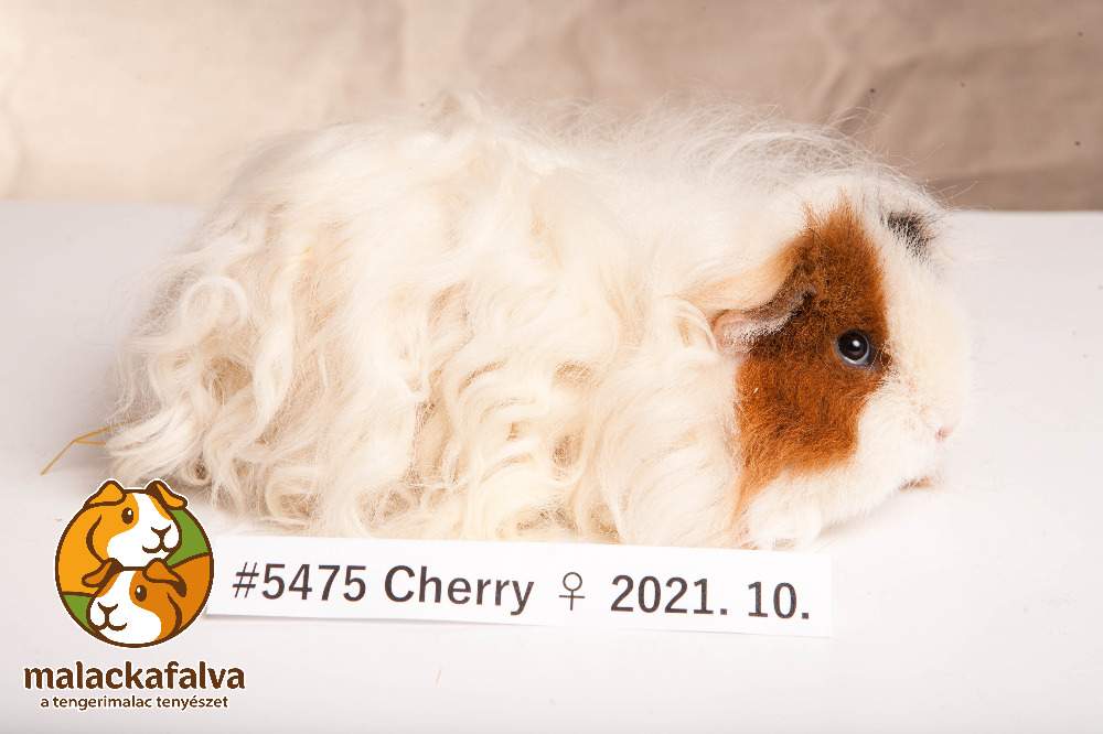 Texel guinea pig Breeder Cavia porcellus 