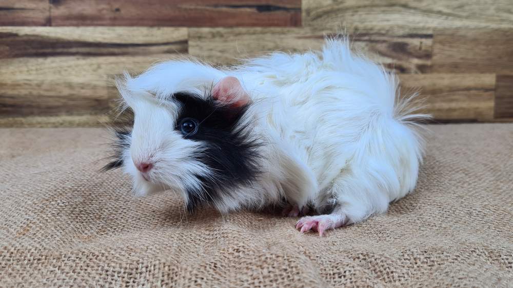 Guinea pig Available for rehoming Cavia porcellus 