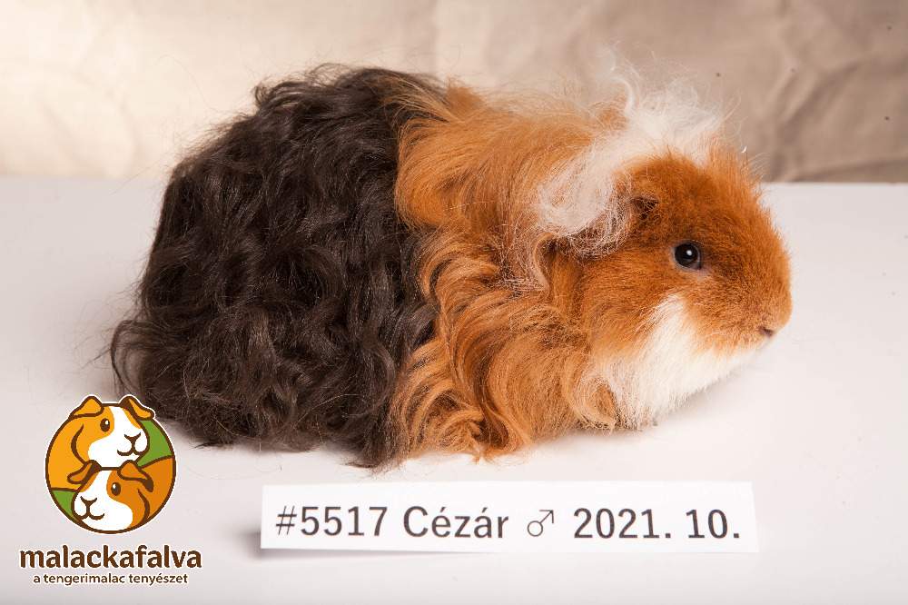 Texel guinea pig Breeder Cavia porcellus 