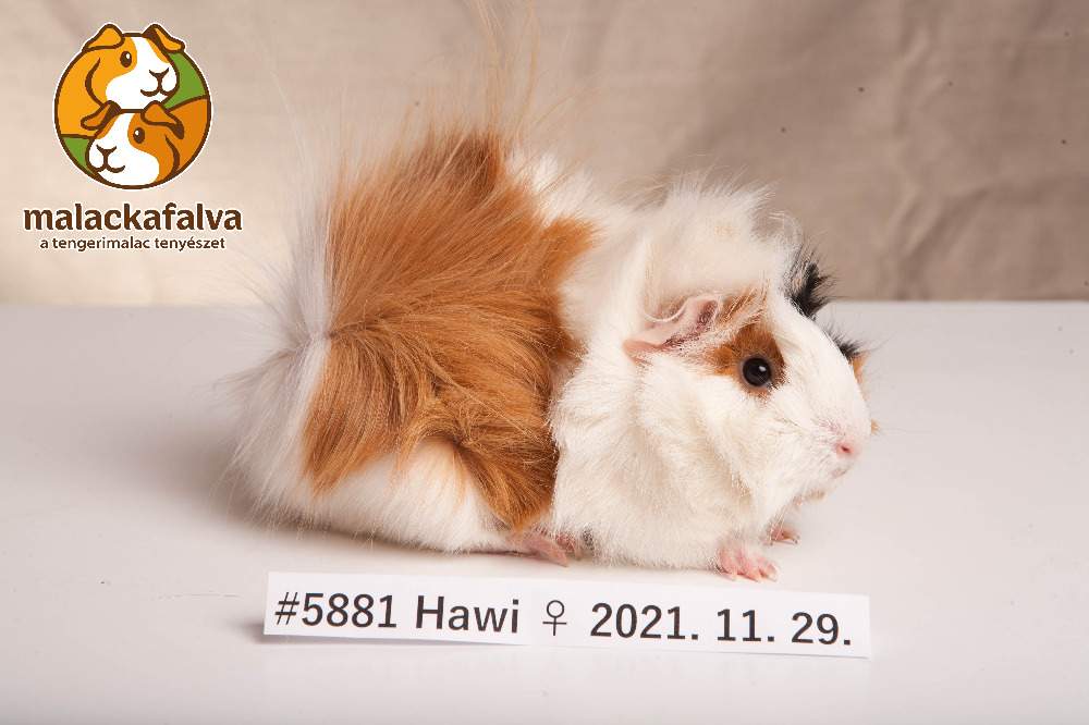 Guinea pig Breeder Cavia porcellus 