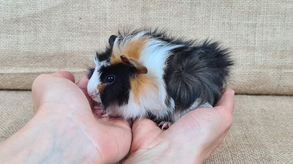 Guinea pig Available for rehoming Cavia porcellus 