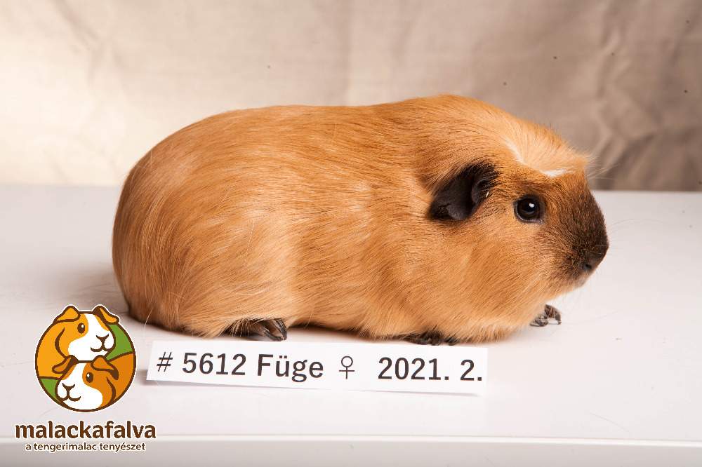 Guinea pig Breeder Cavia porcellus 