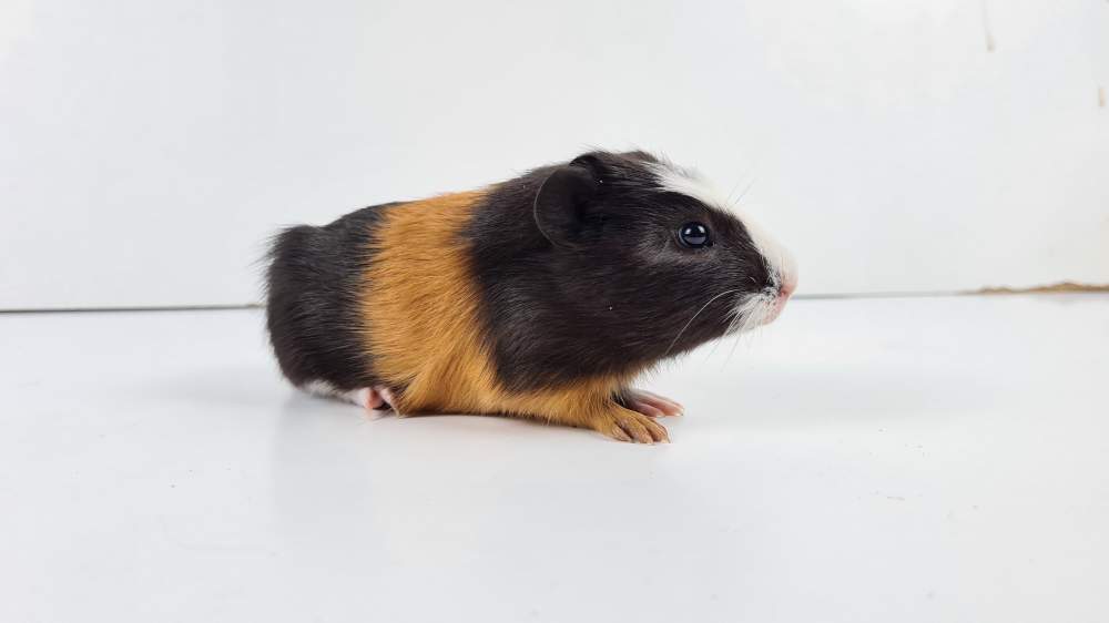 Guinea pig Available for rehoming Cavia porcellus 