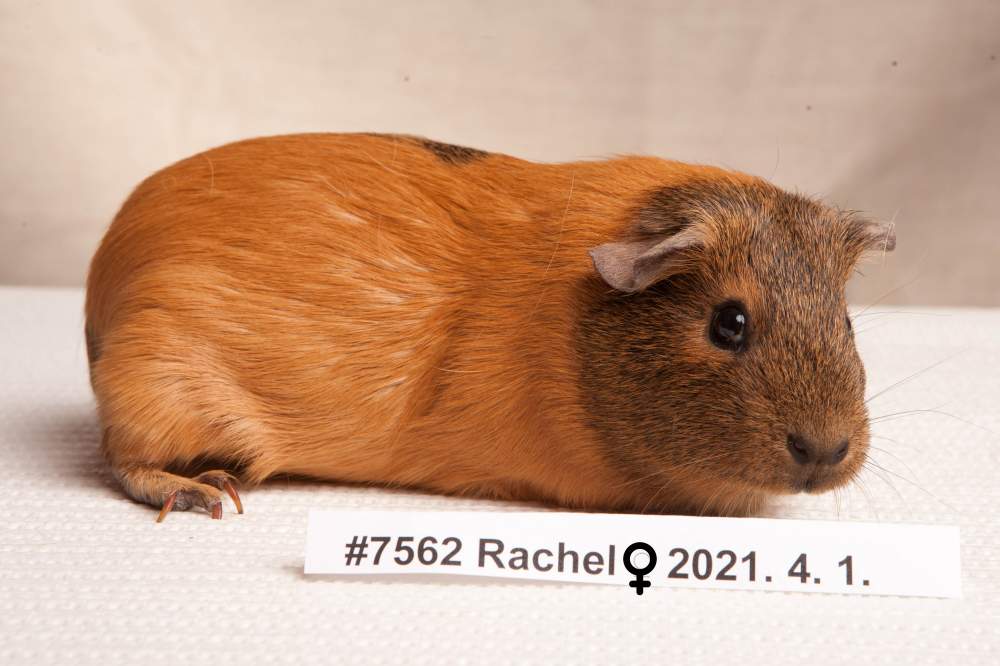 American guinea pig Breeder Cavia porcellus 