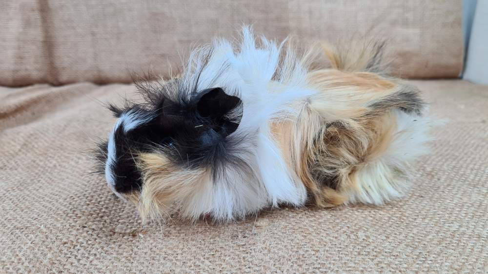 Guinea pig Available for rehoming Cavia porcellus 