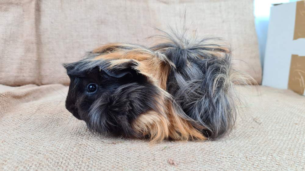 Guinea pig Available for rehoming Cavia porcellus 