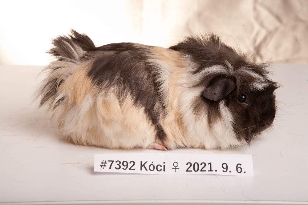 Guinea pig Breeder Cavia porcellus 