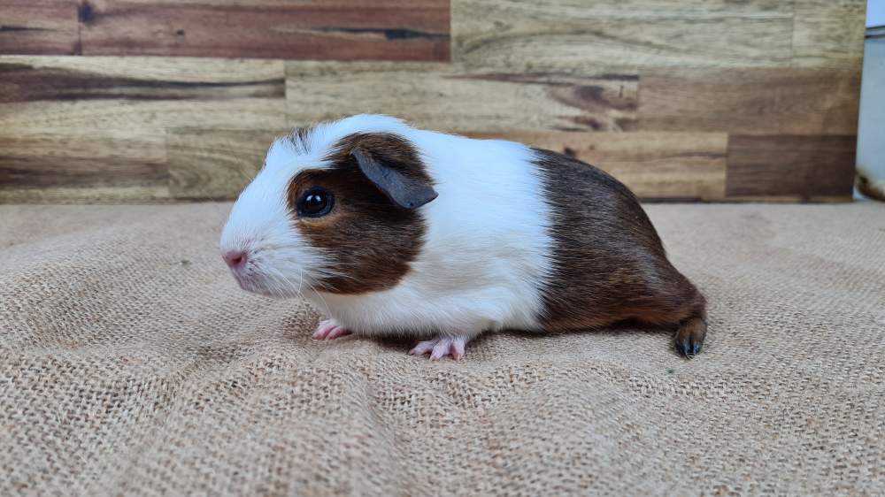 Guinea pig Available for rehoming Cavia porcellus 