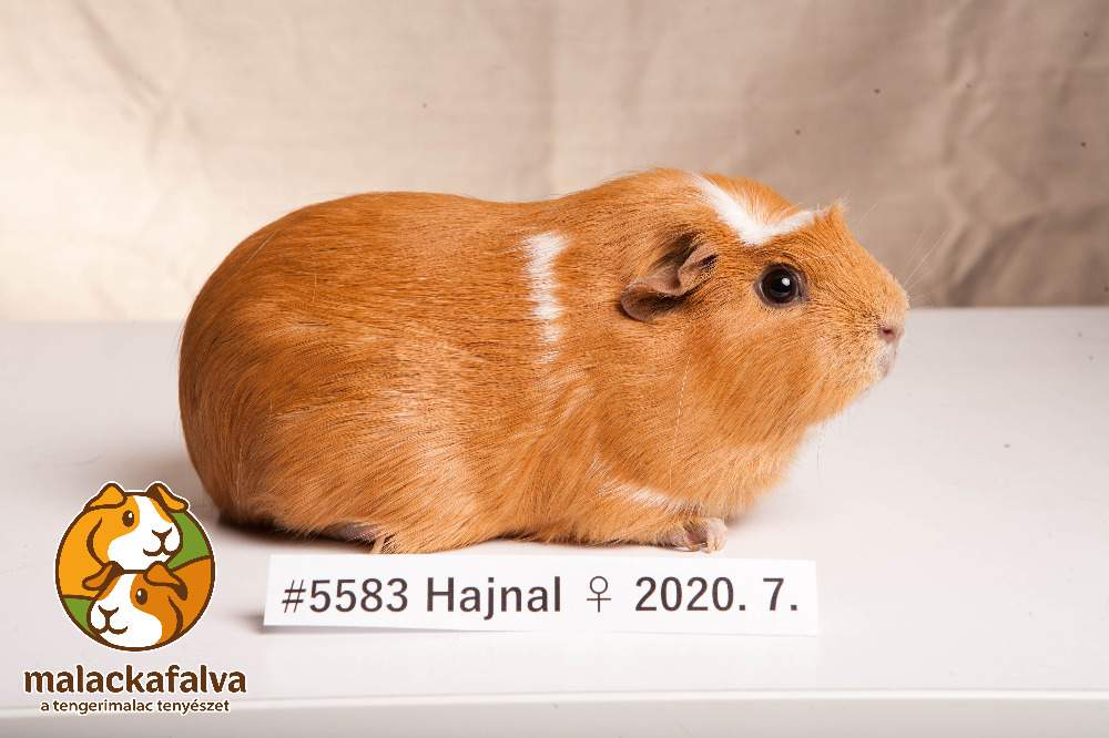 Guinea pig Breeder Cavia porcellus 