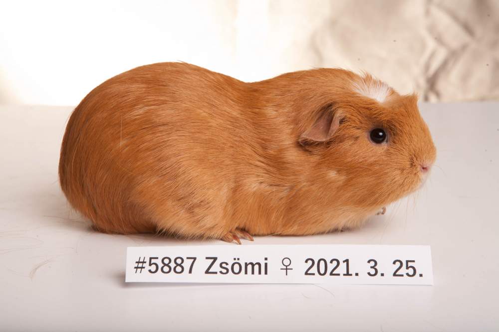 American Crested guinea pig Breeder Cavia porcellus 