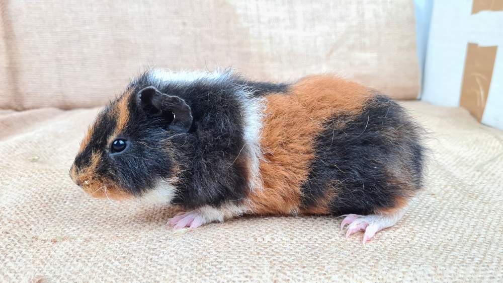 Guinea pig Available for rehoming Cavia porcellus 