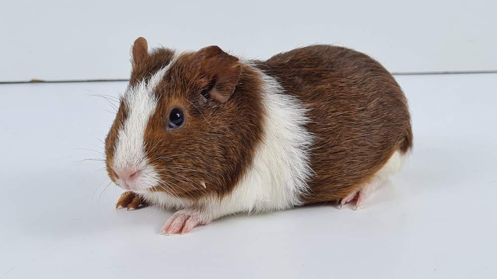 Guinea pig Available for rehoming Cavia porcellus 