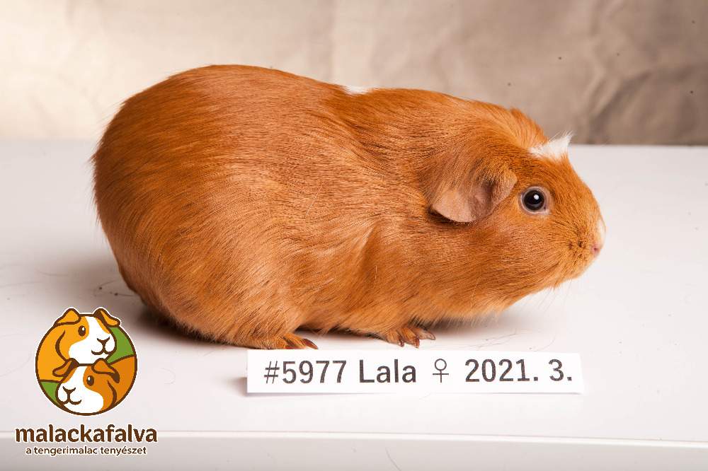 English Crested guinea pig Rehomed Cavia porcellus 