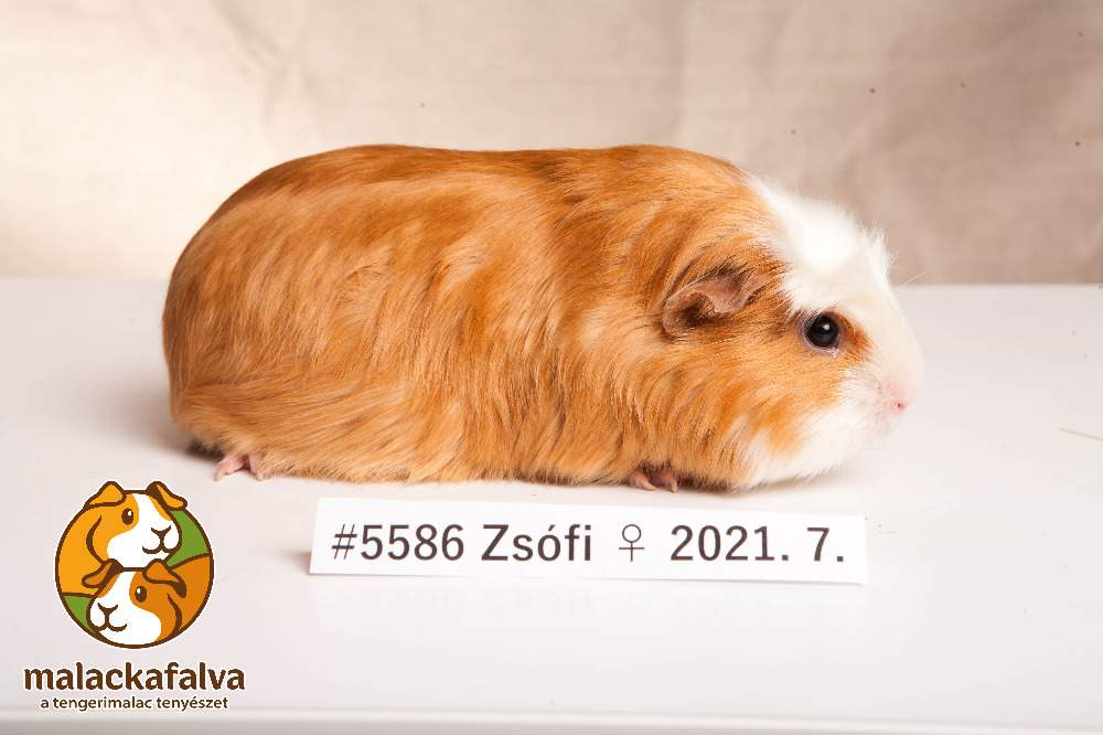 Guinea pig Breeder Cavia porcellus 