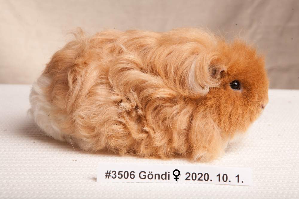 Texel guinea pig Breeder Cavia porcellus 