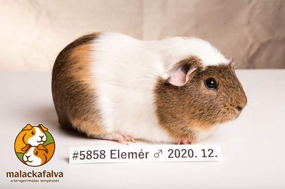 Guinea pig Breeder Cavia porcellus 