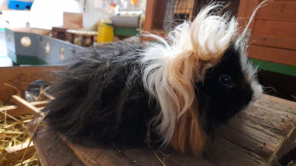 Lunkarya Guinea pig Owned by other Cavia porcellus 