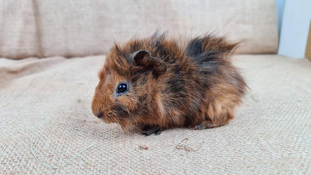 Guinea pig Available for rehoming Cavia porcellus 