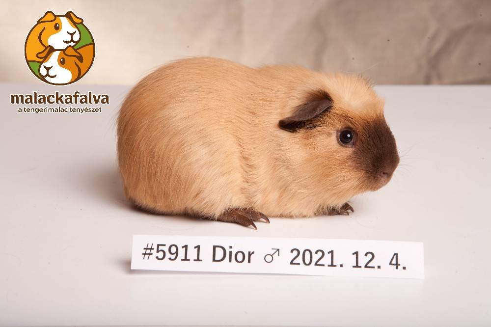 English Crested guinea pig Breeder Cavia porcellus 