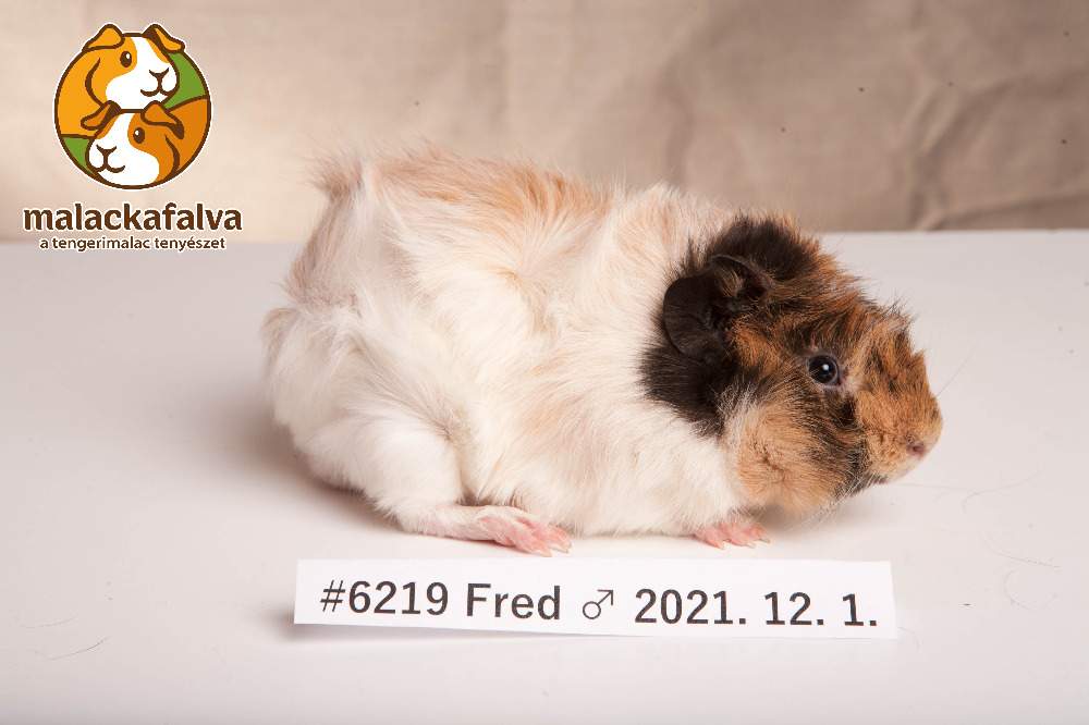 Guinea pig Breeder Cavia porcellus 