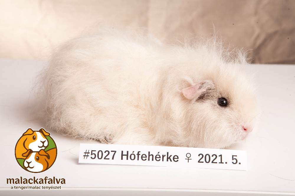 Texel guinea pig Breeder Cavia porcellus 