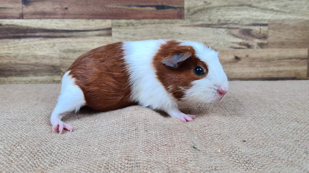 Guinea pig Available for rehoming Cavia porcellus 