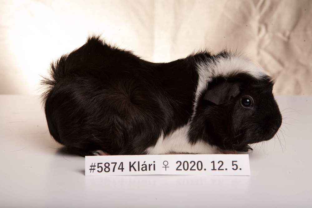 Guinea pig Breeder Cavia porcellus 