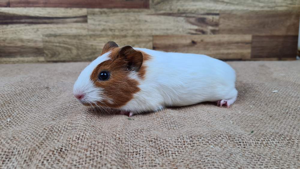 Guinea pig Available for rehoming Cavia porcellus 