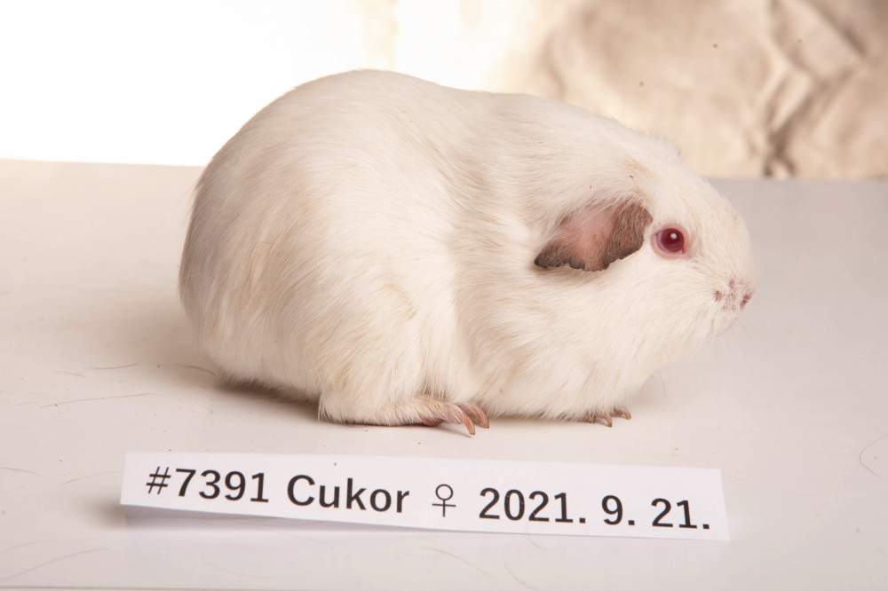 Himalayan guinea pig Breeder Cavia porcellus 